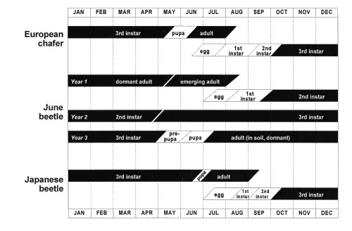 grub chart