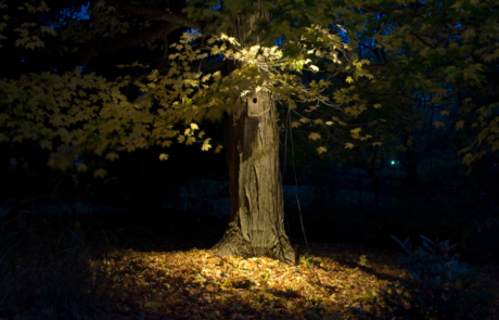 Illuminated Tree - Evening