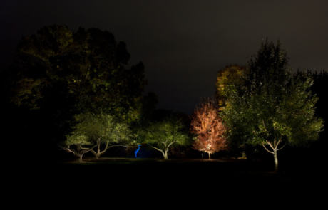 Illuminated Trees - Evening