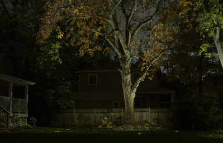 trees illuminated - Hamilton property