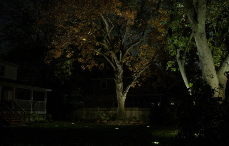 illuminated trees - oakville property